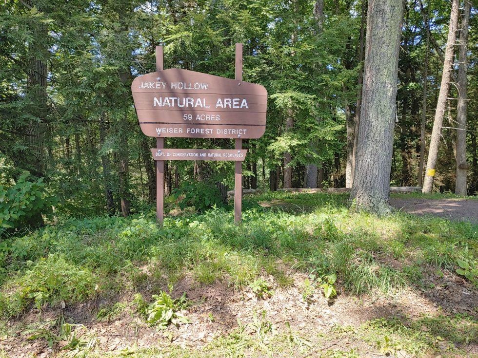 Pennsylvania’s Ancient/Old Growth Forests—Where They Are and Why They Are Important Greenfire